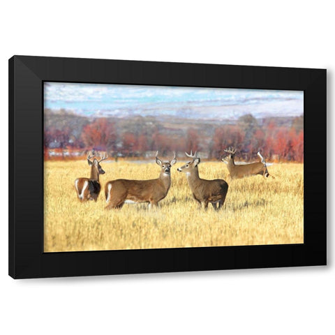 Deer Bucks in Autumn Field Black Modern Wood Framed Art Print by Schell, Jennie Marie