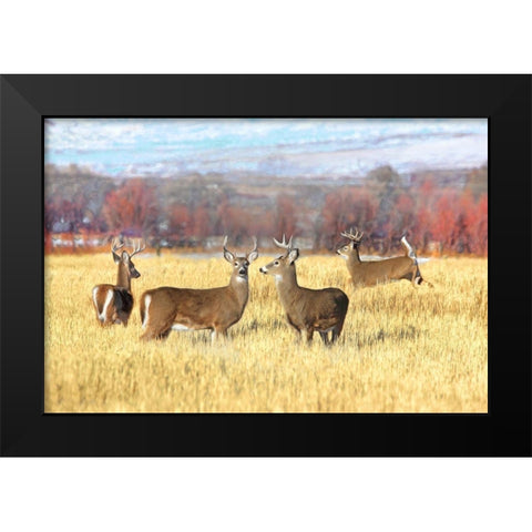 Deer Bucks in Autumn Field Black Modern Wood Framed Art Print by Schell, Jennie Marie