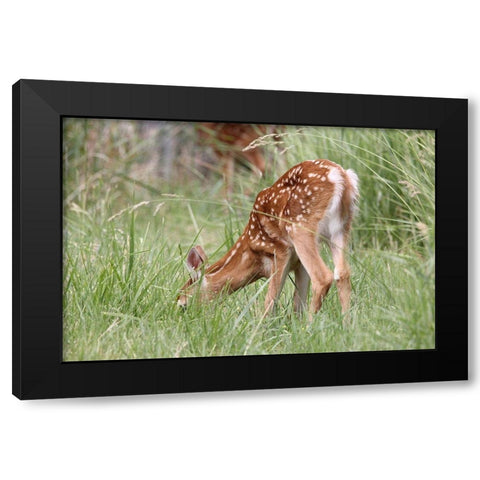 Deer Fawn Eating Spring Grass Black Modern Wood Framed Art Print by Schell, Jennie Marie