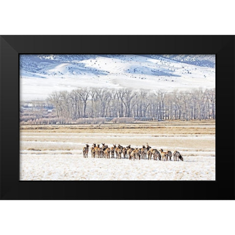 Elk Herd in Winter Landscape Black Modern Wood Framed Art Print by Schell, Jennie Marie