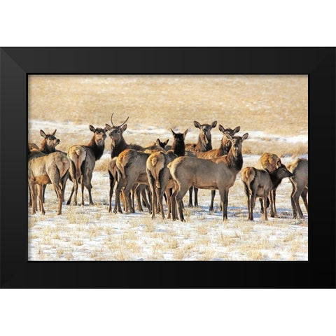 Elk Herd in Winter Black Modern Wood Framed Art Print by Schell, Jennie Marie