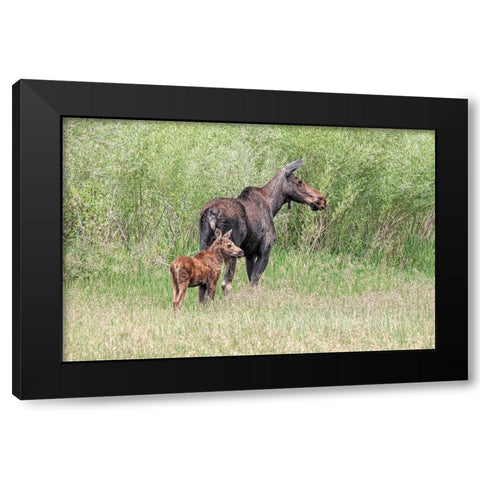 Moose and Baby Calf Black Modern Wood Framed Art Print with Double Matting by Schell, Jennie Marie