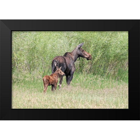 Moose and Baby Calf Black Modern Wood Framed Art Print by Schell, Jennie Marie