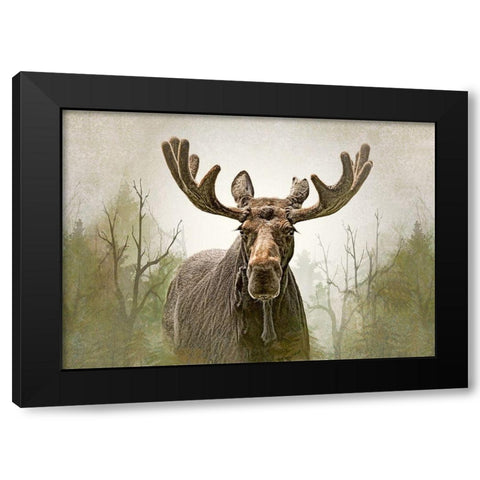 Moose in the Woodland Forest Black Modern Wood Framed Art Print by Schell, Jennie Marie