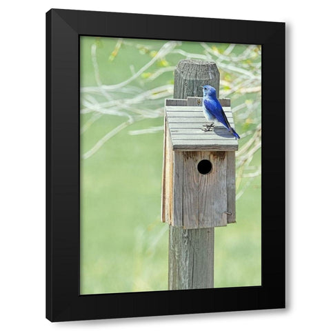 Nesting Box with Bluebird Black Modern Wood Framed Art Print with Double Matting by Schell, Jennie Marie