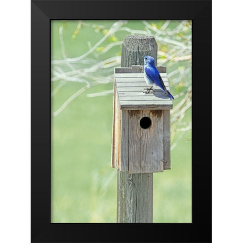 Nesting Box with Bluebird Black Modern Wood Framed Art Print by Schell, Jennie Marie