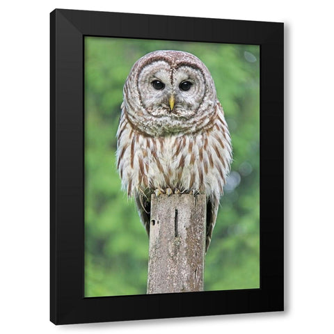 Owl on Fence Post Black Modern Wood Framed Art Print by Schell, Jennie Marie
