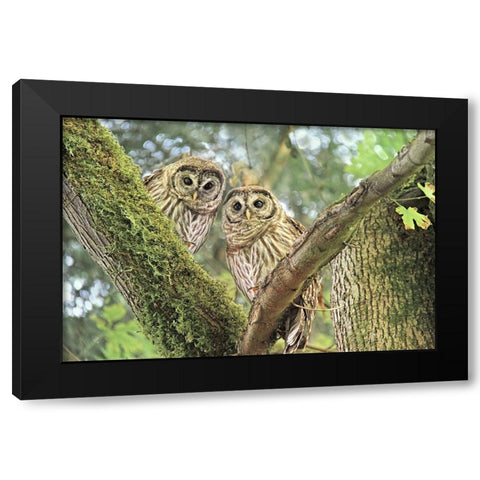 Owlet Twins in the Forest Black Modern Wood Framed Art Print with Double Matting by Schell, Jennie Marie