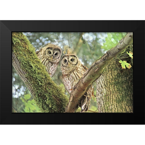 Owlet Twins in the Forest Black Modern Wood Framed Art Print by Schell, Jennie Marie