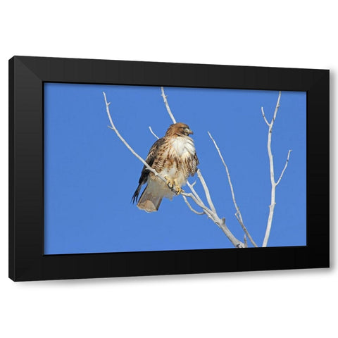 Red-Tail Hawk in Tree Black Modern Wood Framed Art Print with Double Matting by Schell, Jennie Marie