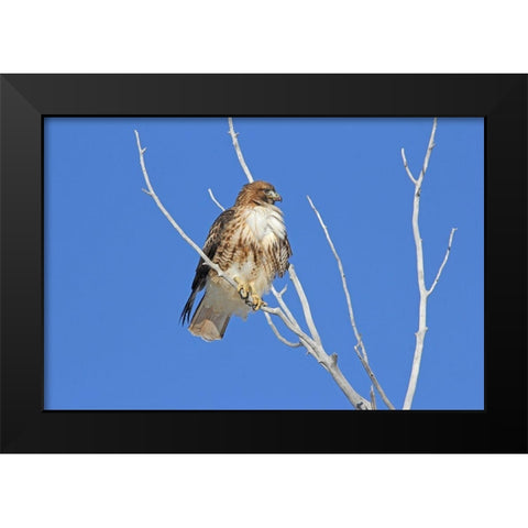 Red-Tail Hawk in Tree Black Modern Wood Framed Art Print by Schell, Jennie Marie