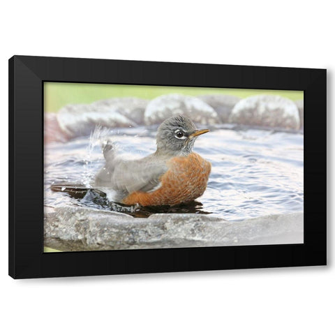 Robin in Bird Bath Black Modern Wood Framed Art Print with Double Matting by Schell, Jennie Marie