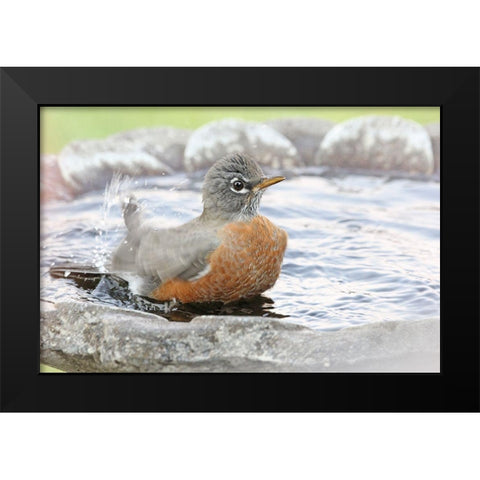 Robin in Bird Bath Black Modern Wood Framed Art Print by Schell, Jennie Marie