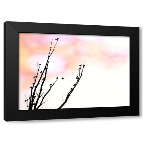 Tree Silhouette and Birds Black Modern Wood Framed Art Print with Double Matting by Schell, Jennie Marie