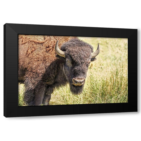 Buffalo Bison in Field Black Modern Wood Framed Art Print with Double Matting by Schell, Jennie Marie