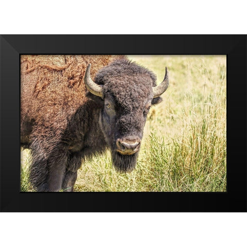 Buffalo Bison in Field Black Modern Wood Framed Art Print by Schell, Jennie Marie
