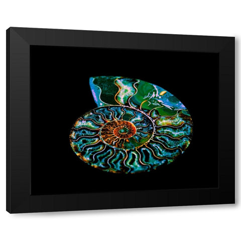 Nautilus I Black Modern Wood Framed Art Print by LightBoxJournal