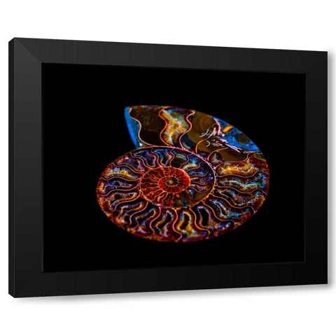 Nautilus II Black Modern Wood Framed Art Print by LightBoxJournal