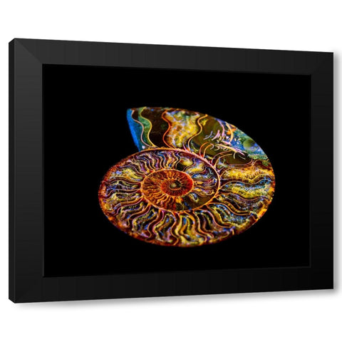 Nautilus III Black Modern Wood Framed Art Print by LightBoxJournal