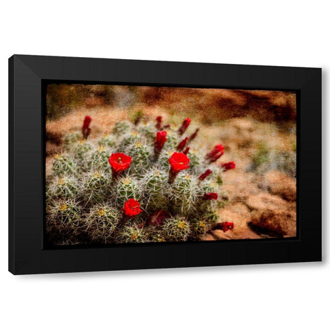 Desert Flower 3 Black Modern Wood Framed Art Print with Double Matting by LightBoxJournal