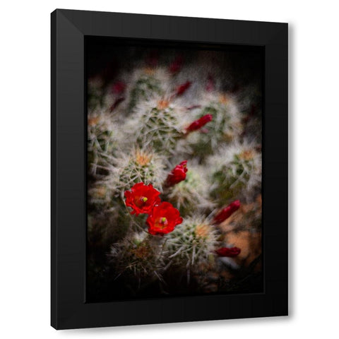 Desert Flower 6 Black Modern Wood Framed Art Print by LightBoxJournal