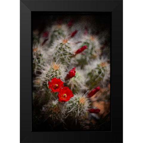 Desert Flower 6 Black Modern Wood Framed Art Print by LightBoxJournal