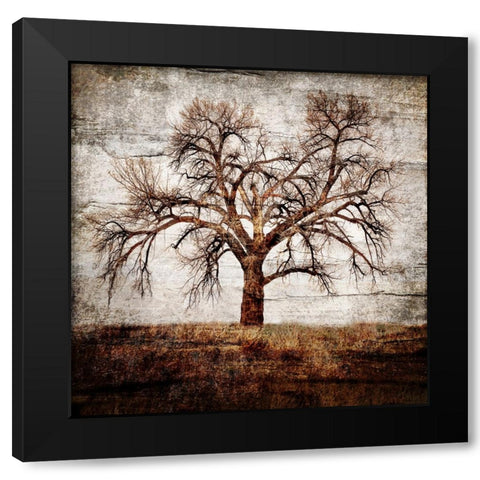 Cottonwood Tree Part 01 Black Modern Wood Framed Art Print with Double Matting by LightBoxJournal