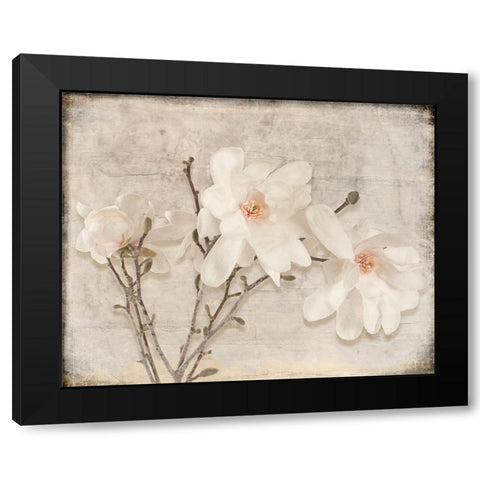 Spring Magnolia Black Modern Wood Framed Art Print by LightBoxJournal