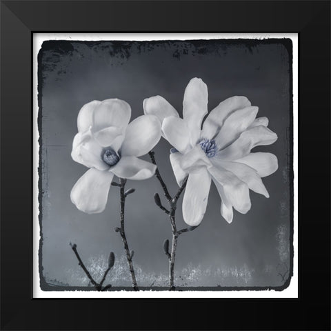 Blue Magnolia 3 Black Modern Wood Framed Art Print by LightBoxJournal