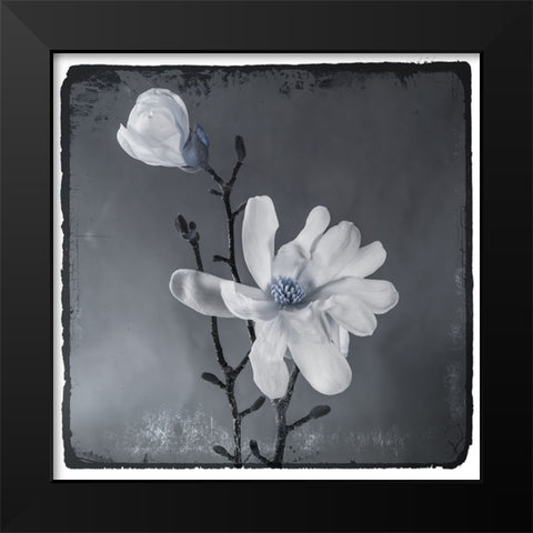 Blue Magnolia Black Modern Wood Framed Art Print by LightBoxJournal