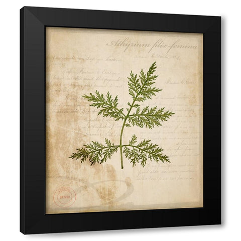 Scientific Plant 1 Black Modern Wood Framed Art Print with Double Matting by LightBoxJournal