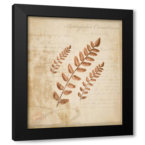 Scientific Plant 2 Black Modern Wood Framed Art Print with Double Matting by LightBoxJournal