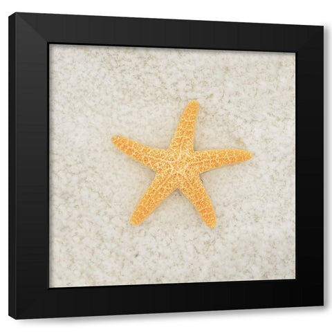 Gypsy Sea Life 2 Black Modern Wood Framed Art Print with Double Matting by LightBoxJournal