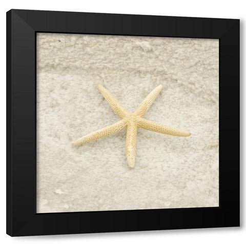 Gypsy Sea Life 3 Black Modern Wood Framed Art Print with Double Matting by LightBoxJournal