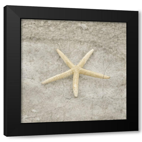 Gypsy Sea Life V4 Black Modern Wood Framed Art Print with Double Matting by LightBoxJournal