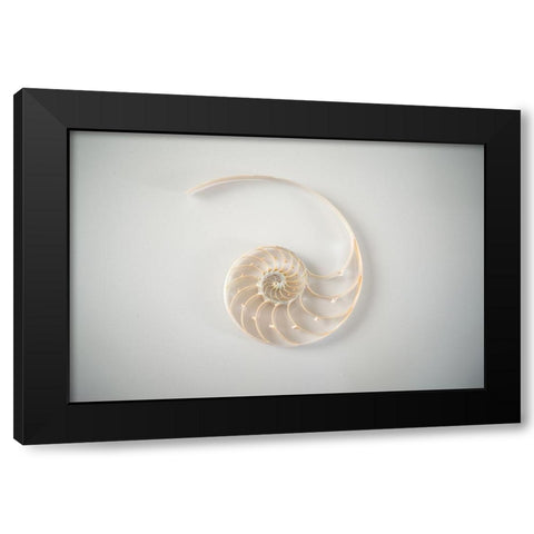 Sea Star 2 Black Modern Wood Framed Art Print by LightBoxJournal