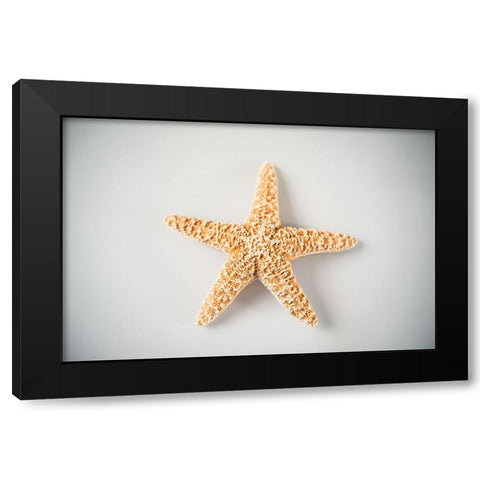 Sea Star 4 Black Modern Wood Framed Art Print by LightBoxJournal