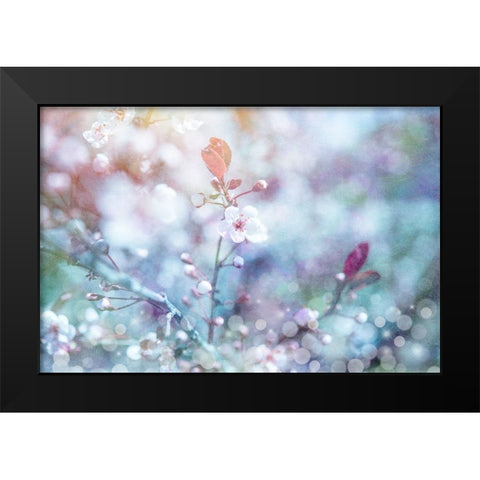 Cherry Blu 01 Black Modern Wood Framed Art Print by LightBoxJournal