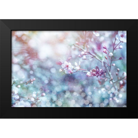 Cherry Blu 02 Black Modern Wood Framed Art Print by LightBoxJournal