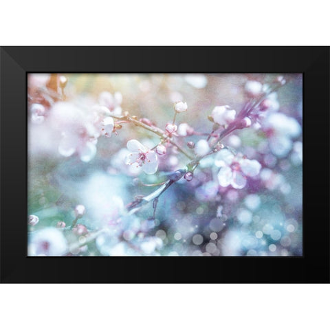 Cherry blu 03 Black Modern Wood Framed Art Print by LightBoxJournal