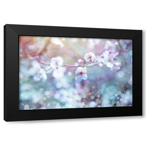 Cherry Blu 04 Black Modern Wood Framed Art Print by LightBoxJournal