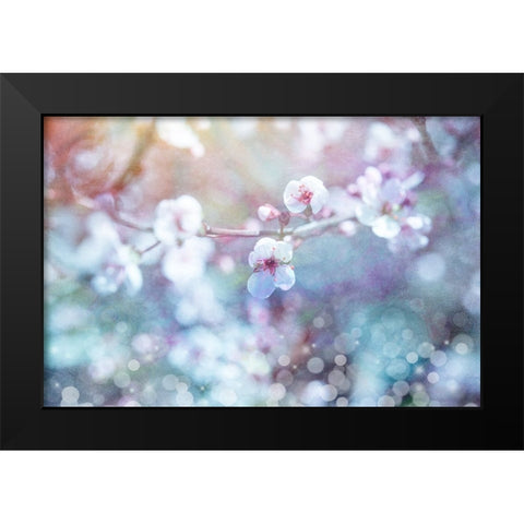 Cherry Blu 04 Black Modern Wood Framed Art Print by LightBoxJournal