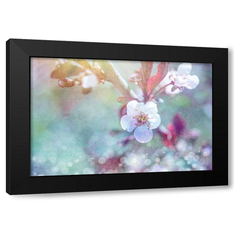 Cherry Blu 07 Black Modern Wood Framed Art Print by LightBoxJournal