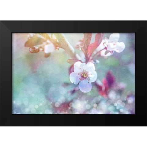 Cherry Blu 07 Black Modern Wood Framed Art Print by LightBoxJournal