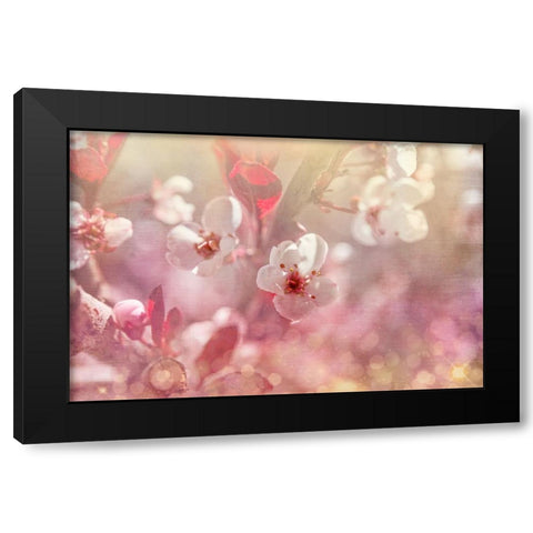 Gypsy Cherry 01 Black Modern Wood Framed Art Print by LightBoxJournal