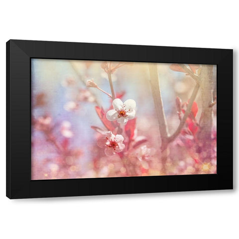 Gypsy Cherry 03 Black Modern Wood Framed Art Print by LightBoxJournal