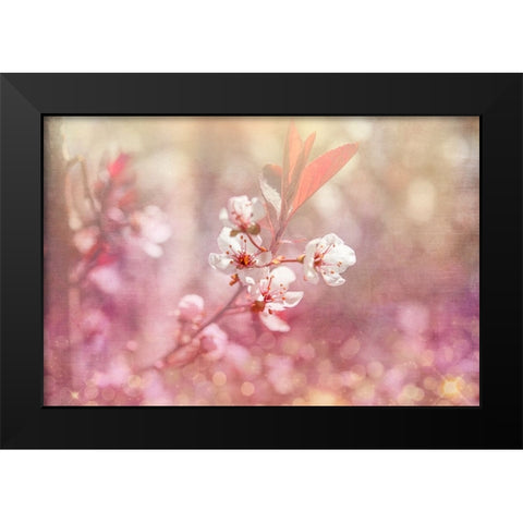Gypsy Cherry 04 Black Modern Wood Framed Art Print by LightBoxJournal