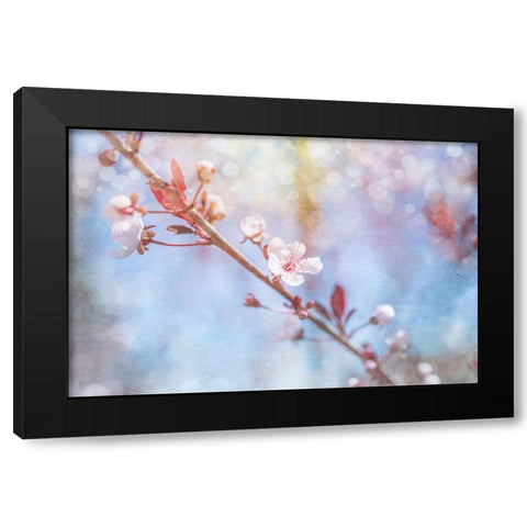 Spring Blooms 01 Black Modern Wood Framed Art Print by LightBoxJournal