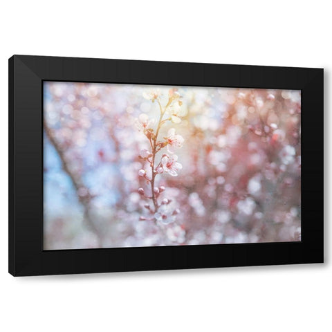 Spring Blooms 02 Black Modern Wood Framed Art Print by LightBoxJournal