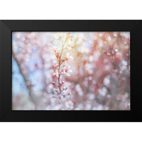 Spring Blooms 02 Black Modern Wood Framed Art Print by LightBoxJournal
